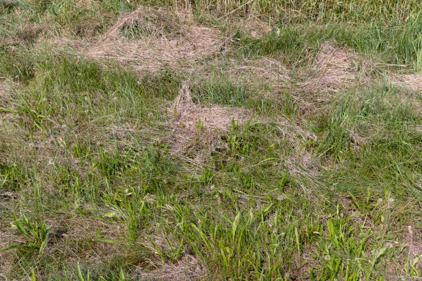 Green grass in a field in the summer, a field with