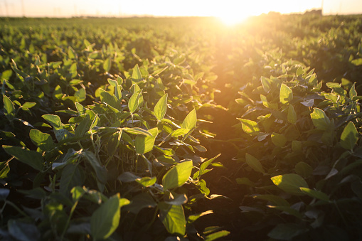 Large agricultural field of soybean plants.
