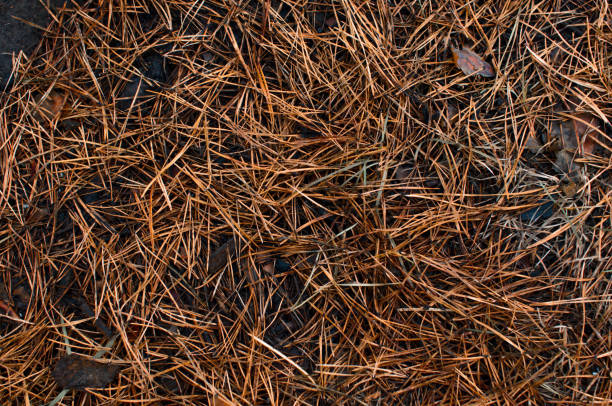 Texture of yellow Christmas tree needles. Autumn background of fallen needles, close up stock photo
