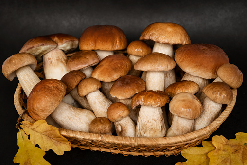 boletus mushrooms under dry pine needles close-up. selective focus