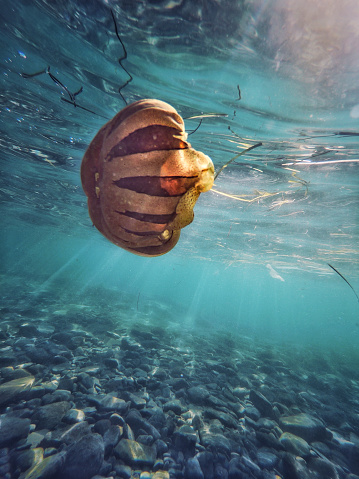 Compass jellyfish underwater