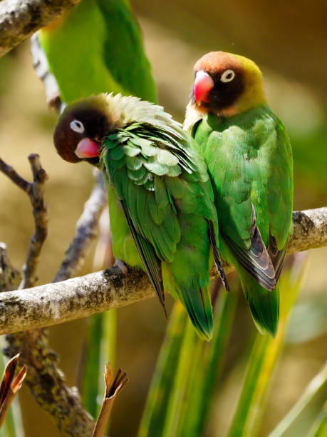 istock Black-cheeked lovebirds perched on branch 1410466584