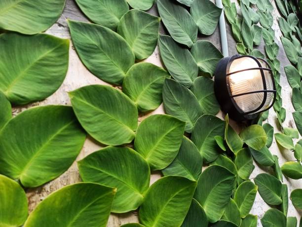 istock Ficus pumila and lamp 1410467211