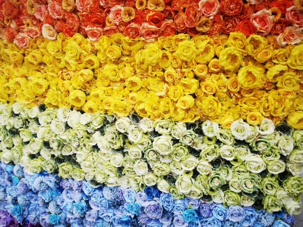istock Multicoloured roses Red yellow green and blue 1410467335