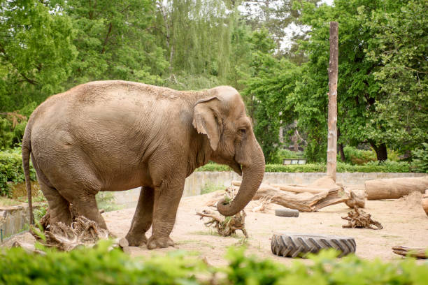 istock African elephants close up. Animals in an artificial habitat. 1410467498