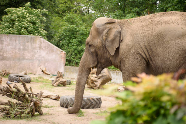 istock African elephants close up. Animals in an artificial habitat. 1410467557