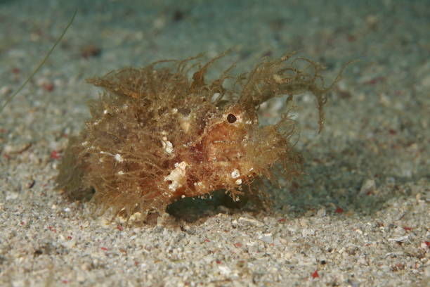 istock Ambon scorpion fish -Pteroidichthys amboinensis 1410468556