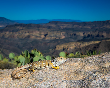 The Eastern Collared Lizard (Crotaphytus collaris) is the most widespread of the collared lizards and occurs over much of North America in a wide variety of habitats. Collared Lizards have very powerful jaws and have a specialized diet of other lizards.