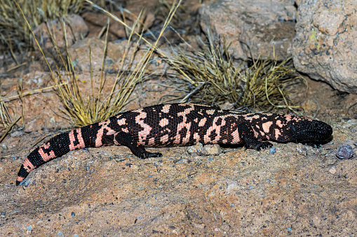 The Gila Monster (Heloderma suspectum) has long been an icon of the Southwest. These large lizards have a beaded texture to them and orange coloration that will catch anyone's attention. They were once thought to be 1 of only 2 venomous lizards, but new science shows that many monitors are venomous.