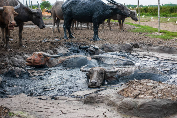 bufalo imbevuto di acqua di fango - buffalo bayou foto e immagini stock