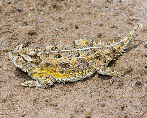 Texas Horned Lizard - in habitat wild animal