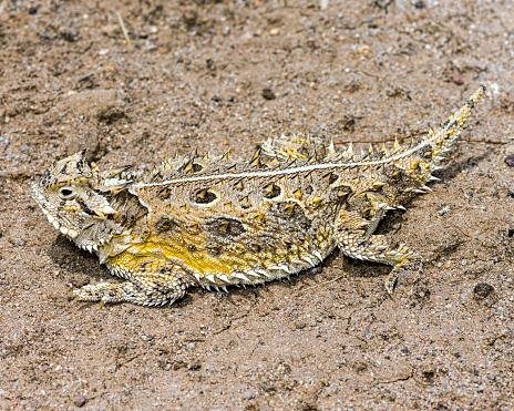 Horned Lizards (Phrynosoma) are unique lizards that posses a set of \