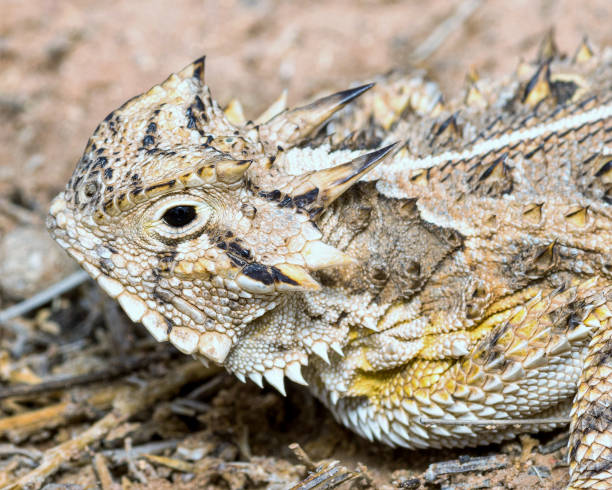 istock Texas Horned Lizard - in habitat wild animal 1410470018