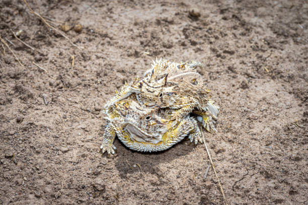 istock Texas Horned Lizard - in habitat wild animal 1410470019