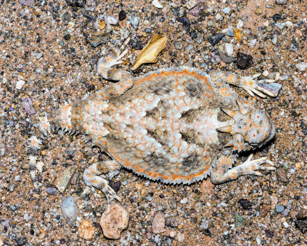 istock Desert Horned Lizard - in habitat wild animal 1410470085