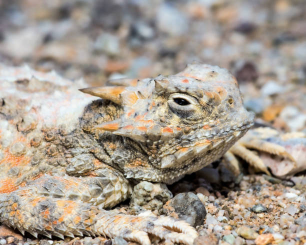 istock Desert Horned Lizard - in habitat wild animal 1410470102