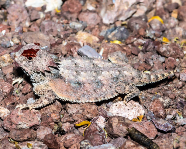 istock Regal Horned Lizard - in habitat wild animal 1410470109