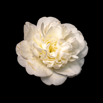 Fine art still life color macro of a single isolated yellow white fully opened camellia blossom on black background with detailed texture