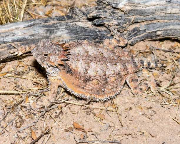 istock Regal Horned Lizard - in habitat wild animal 1410470149