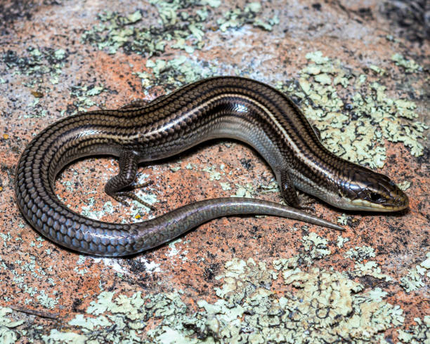 wielowarstwowy skink - zdjęcie przyrodnicze siedliska - herpetology close up california tree zdjęcia i obrazy z banku zdjęć