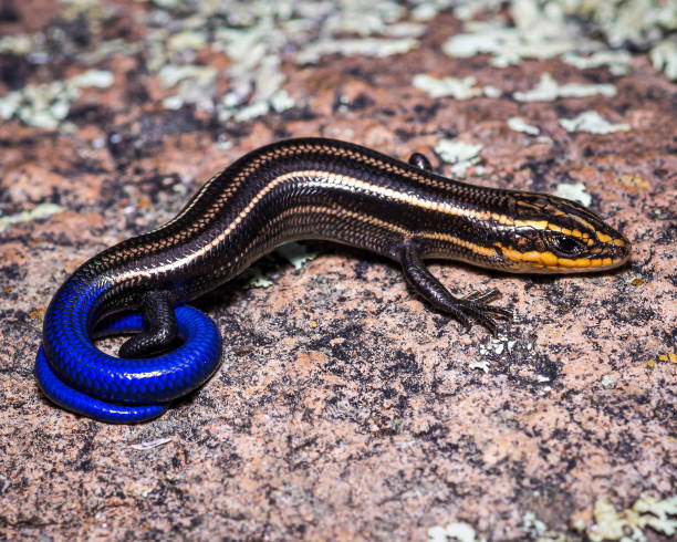 wielowarstwowy skink - zdjęcie przyrodnicze siedliska - herpetology close up california tree zdjęcia i obrazy z banku zdjęć