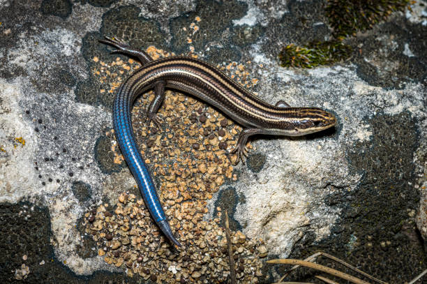 многослойный сцинк - в среде обитания фото природы - herpetology close up california tree стоковые фото и изображения