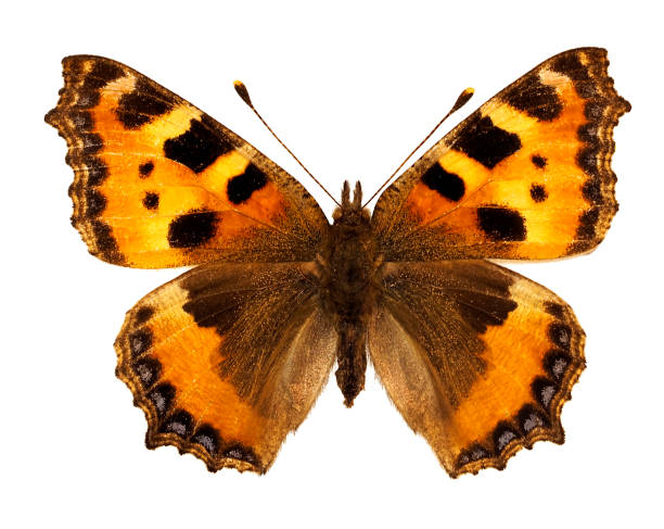 istock Isolated small tortoiseshell butterfly 1410470220