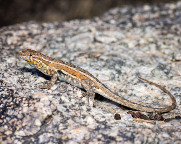 istock Side-blotched Lizard - nature photo close up wild animal 1410470430