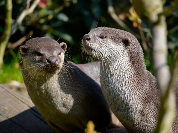 istock Portrait of two Smooth-coated otters 1410470479