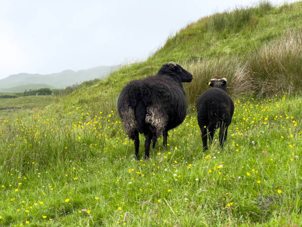 The West Highland Way trail in the Scottish highlands