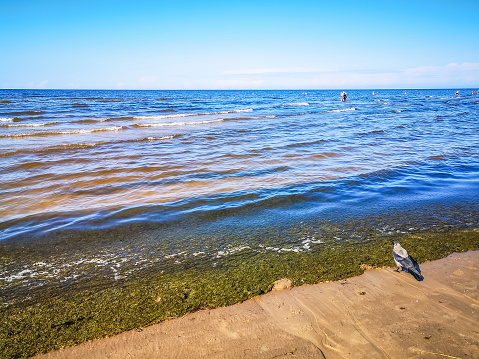 sea bird in the Beach of Majoria, Jurmala. Latvia