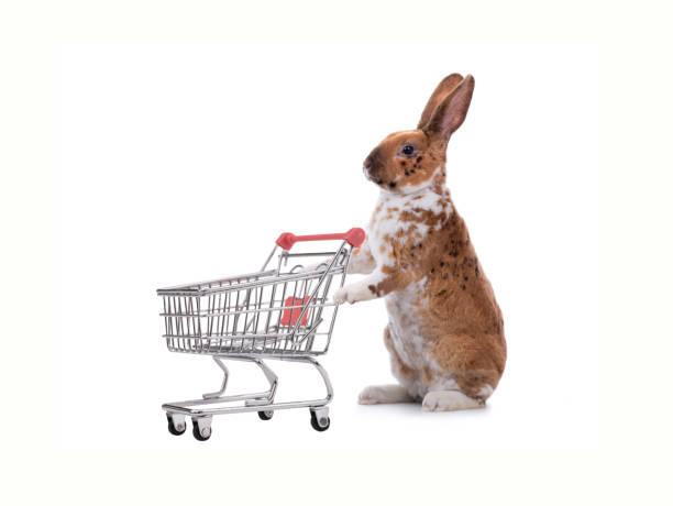 istock rabbit stands with supermarket basket 1410471575