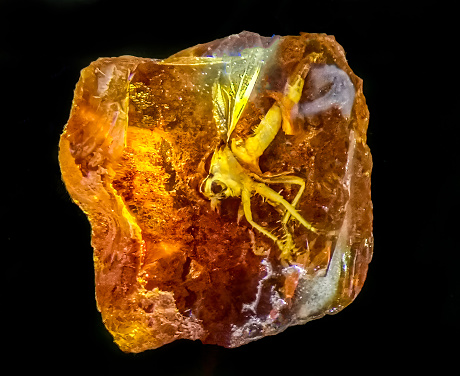 Large piece of polished Baltic Sea amber with the insects inside on the black background