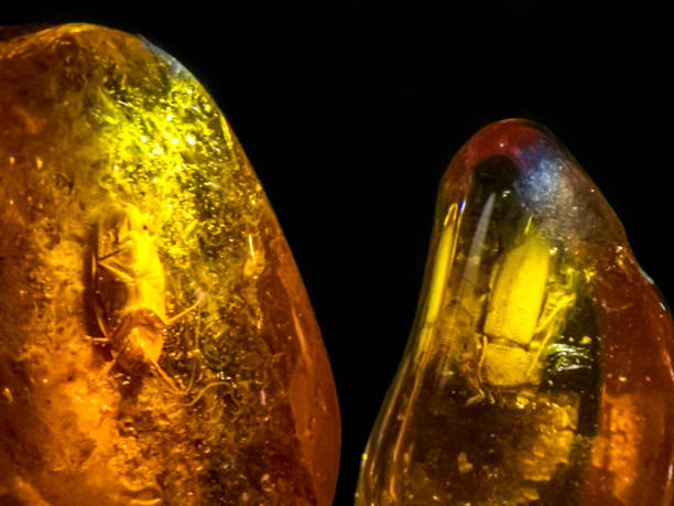 two Large piece of polished Baltic Sea amber with the insects inside on the black background