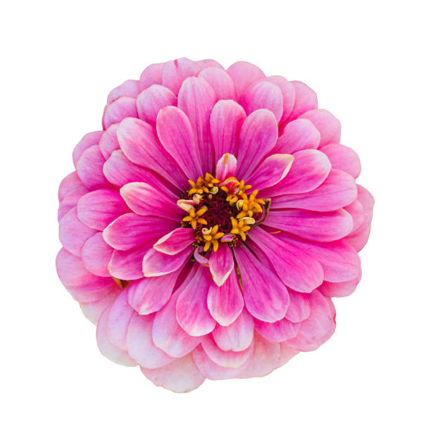 istock pink zinnia flower isolated on white 1410471932