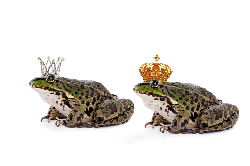 frog emperor and princess isolated on white background princess