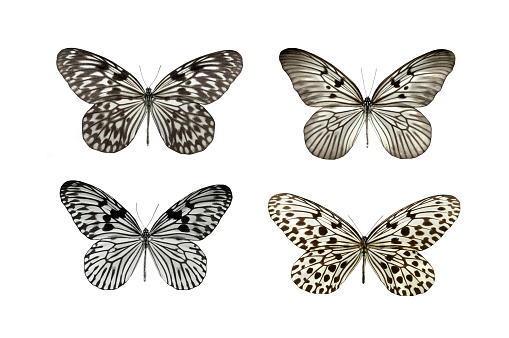 butterflys with black and white color isolated on white background
