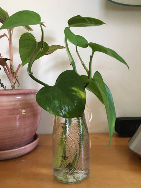 istock Pothos Plant Growing in Milk Bottle 1410472108