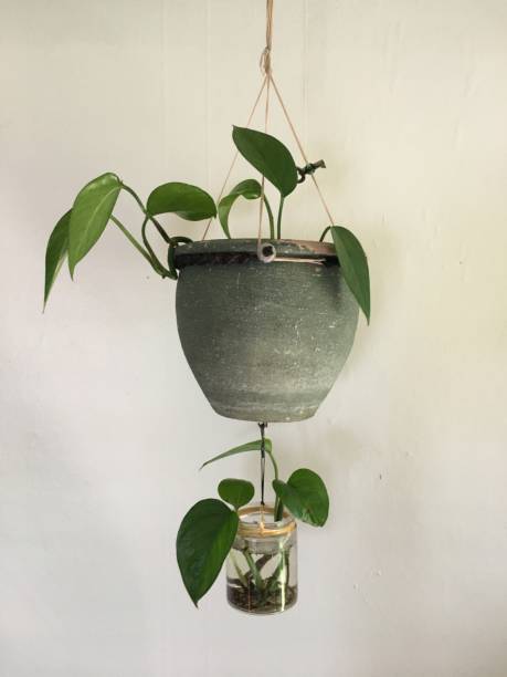 istock Hanging Pothos Plant Growing in Jelly Jar 1410472119
