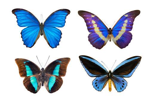 Different butterflies on white background.