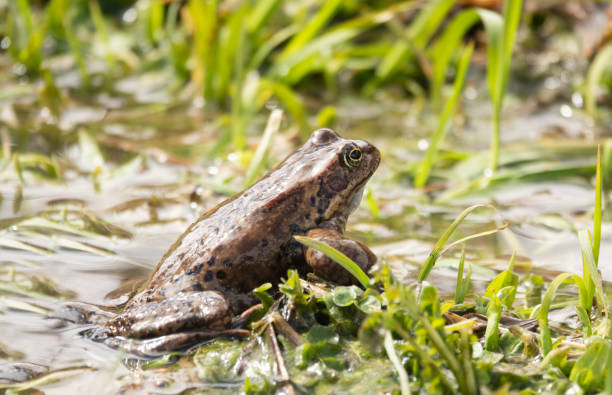 istock frog sitting on the grass in the river 1410472270
