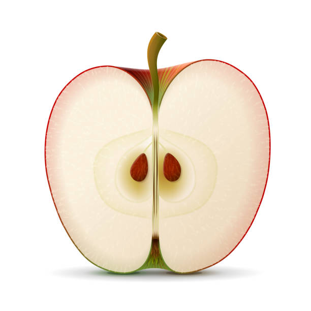 Apple fruit slice close up vector art illustration