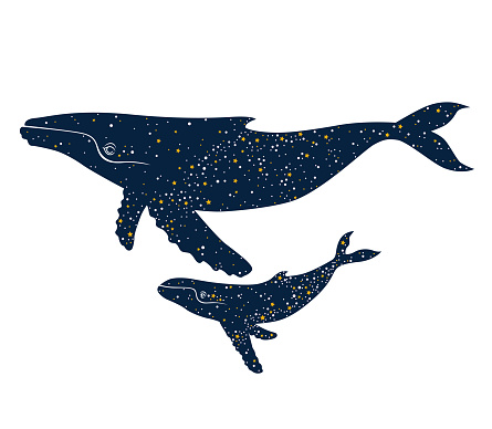 Illustration of the whales with the night stars sky on the white background