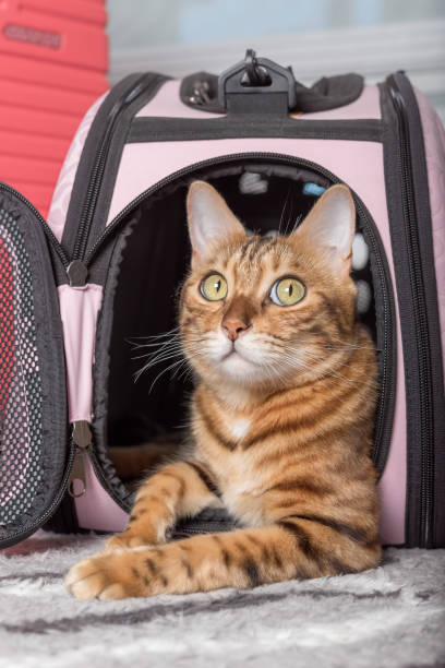 istock Bengal cat in a soft carrying bag. 1410475832
