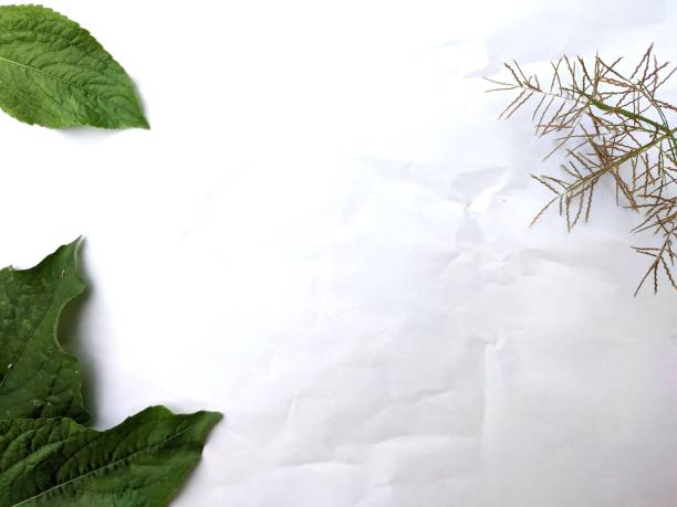 istock White Background With Green Leaves in the Corner 1410477161