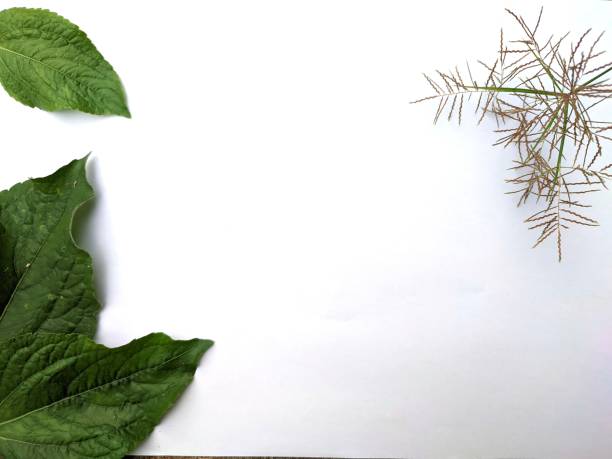 White Background With Green Leaves in the Corner