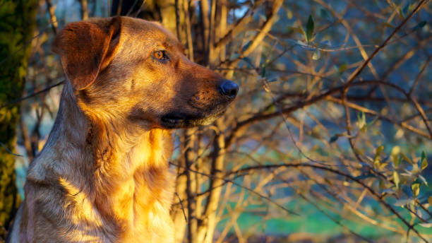 istock Beautiful common dog from side looking forward. Golden hour, warm colors. 1410477893