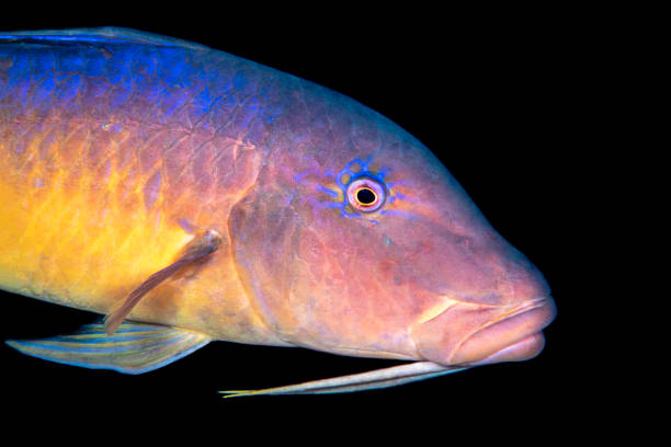 istock Goatfish, Parupeneus cyclostomus 1410478705