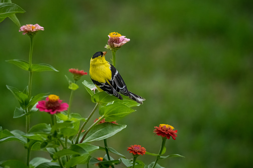 Male songbird perched on a zinnia flower in summer garden. Copy space