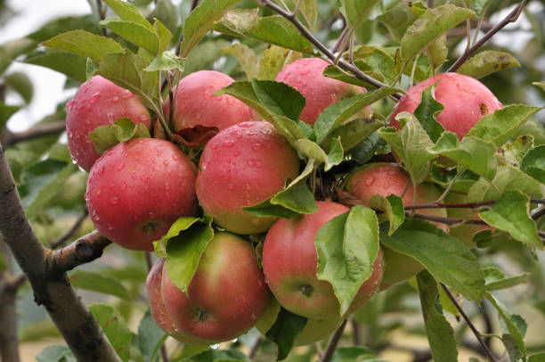 istock On the branches of a tree pink apples mature 1410479238